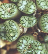 Conophytum obcordellum. 10kb.