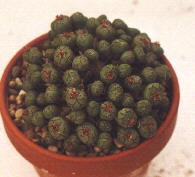 Conophytum uveaforme. 15kb.