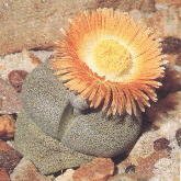 Pleiospilos nelii. 10kb.