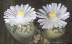 Lithops dorotheae (5k)